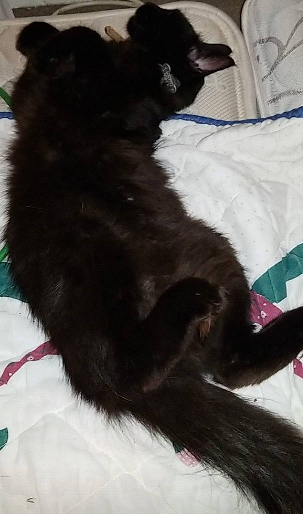 Oliver is registered to the contest to win money with this photo: black_cat, black_norwegian_elkhound, bombay, canidae, carnivore, cat, claw, collar, comfort, dog_breed, domestic_short_haired_cat, felidae, fur, paw, small_to_medium_sized_cats, snout, sporting_group, tail, terrestrial_animal, whiskers