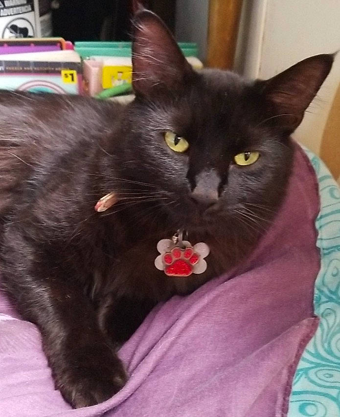 Oliver joined the competition — help win amazing prizes! black_cat, bombay, carnivore, cat, cat_supply, claw, comfort, domestic_short_haired_cat, felidae, fur, havana_brown, mammal, plant, small_to_medium_sized_cats, snout, tail, vertebrate, whiskers