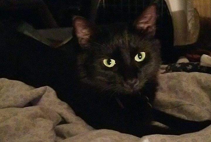 Oliver is registered to the contest to win money with this photo: black_cat, bombay, carnivore, cat, comfort, darkness, domestic_short_haired_cat, felidae, fur, small_to_medium_sized_cats, snout, tail, terrestrial_animal, whiskers