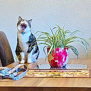Steven is registered to the contest to win money with this photo: animal, cat, collar, cozy, decor, floral_pot, furniture, houseplant, indoor, leash, mouth_open, pet, plant, potted_plant, sitting, tabby_cat, table, texture, wooden_table, yawning