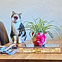 animal, cat, collar, cozy, decor, floral_pot, furniture, houseplant, indoor, leash, mouth_open, pet, plant, potted_plant, sitting, tabby_cat, table, texture, wooden_table, yawning