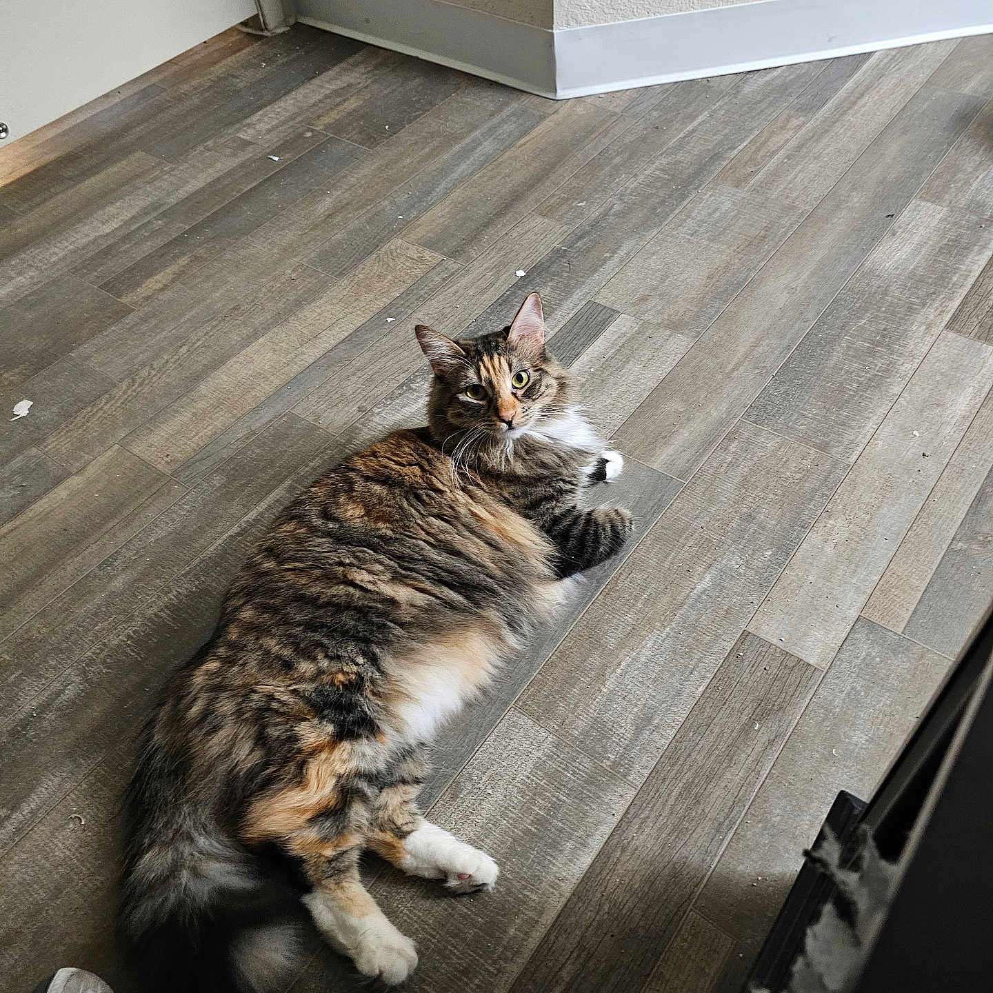 Babygirl joined the competition — help win amazing prizes! abyssinian, animal, cat, clothing, footwear, hardwood, indoors, interiordesign, kitten, manx, person, pet, plywood, sandal, shoe, slate, sneaker, stainedwood, wood, woodpanels