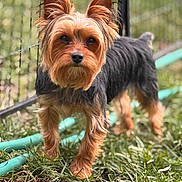 Franky joined the competition — help win amazing prizes! dog, yorkshire_terrier, grass, outdoor, pet, animal, ears, face, fur, garden_hose, fence, curious, standing, alert, nature, portrait, mammal, small_dog, canine, daylight