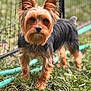 dog, yorkshire_terrier, grass, outdoor, pet, animal, ears, face, fur, garden_hose, fence, curious, standing, alert, nature, portrait, mammal, small_dog, canine, daylight