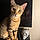 Loki