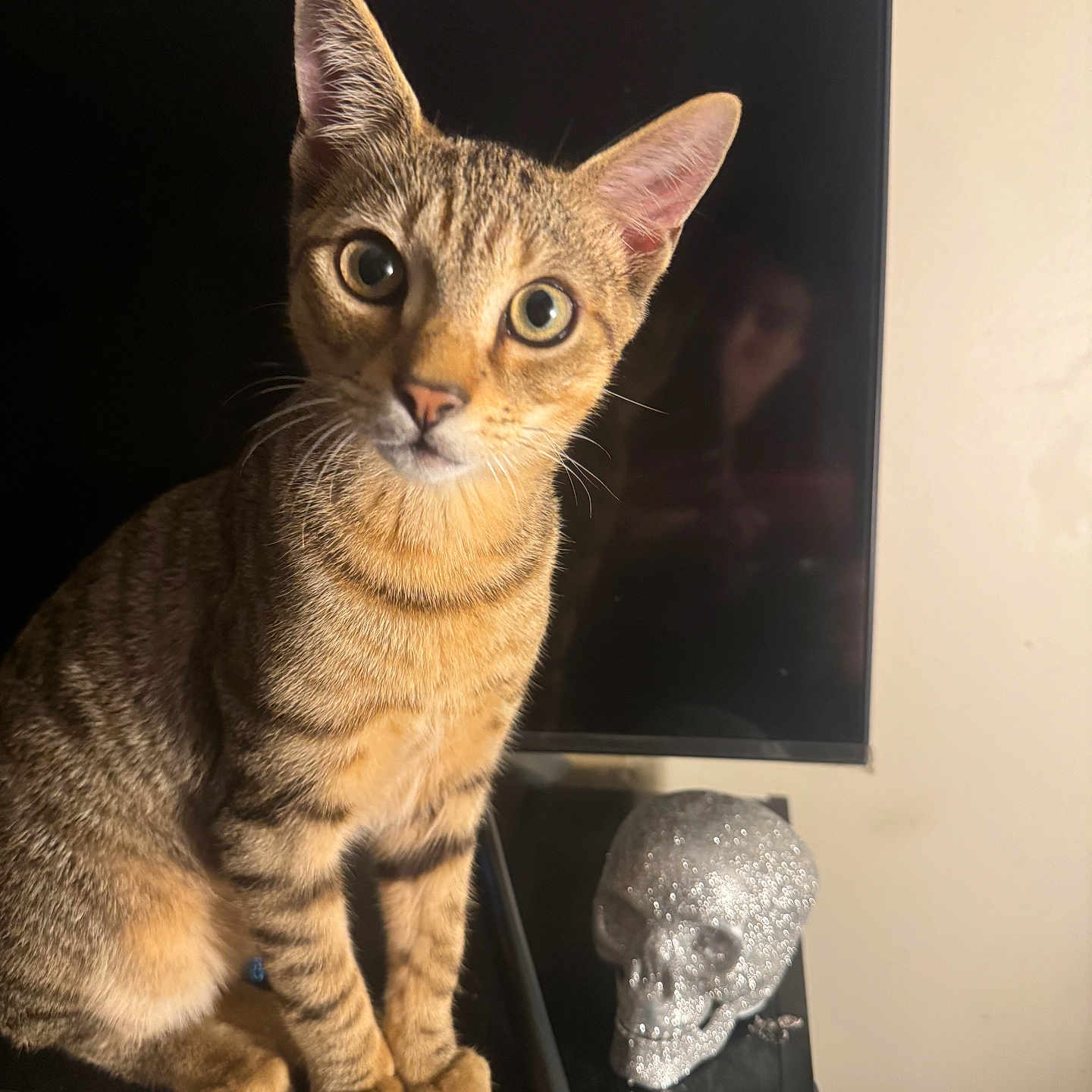 Loki joined the competition — help win amazing prizes! animal, black_surface, cat, close_up, curious, domestic_cat, ears, feline, human_reflection, indoor, paws, pet, reflection, skull_decoration, sparkling, still_life, striped, tabby, whiskers, wide_eyes