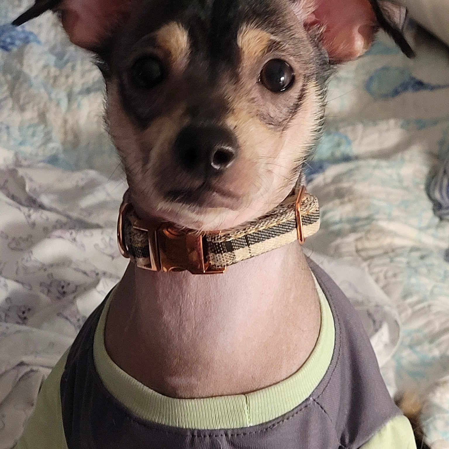 Poppy