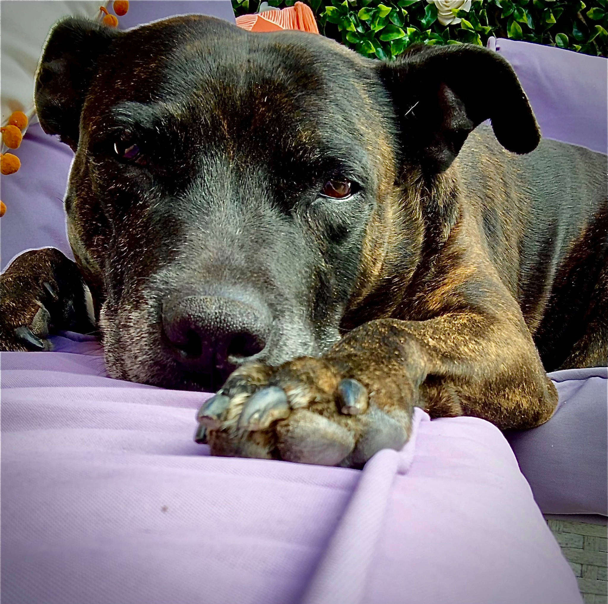 Jasmine joined the competition — help win amazing prizes! canidae, carnivore, comfort, companion_dog, dog, dog_breed, fawn, guard_dog, non_sporting_group, pet_supply, snout, sporting_group, terrestrial_animal, whiskers, working_animal, working_dog