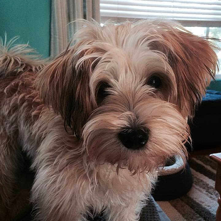 Rocco