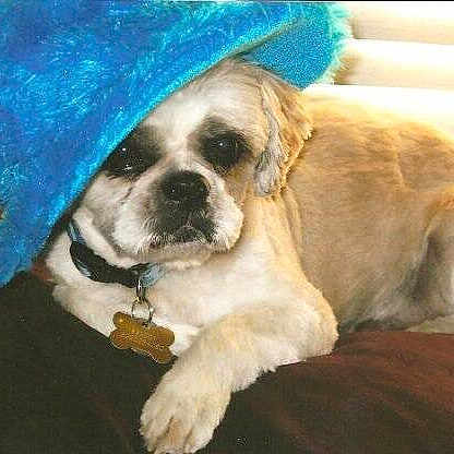 Shaggy