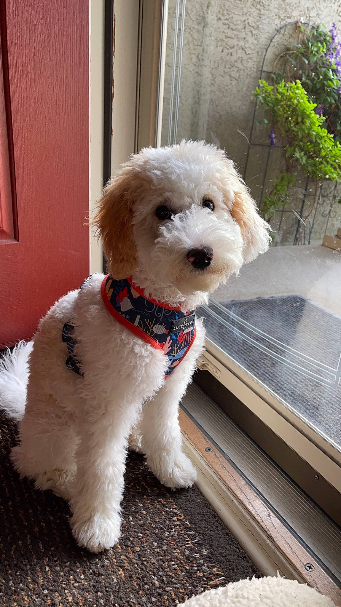 Humphrey is registered to the contest to win money with this photo: canidae, carnivore, collar, companion_dog, dog, dog_breed, dog_collar, dog_supply, labradoodle, maltepoo, pet_supply, plant, poodle, poodle_crossbreed, snout, sporting_group, terrier, toy_dog, water_dog, working_animal
