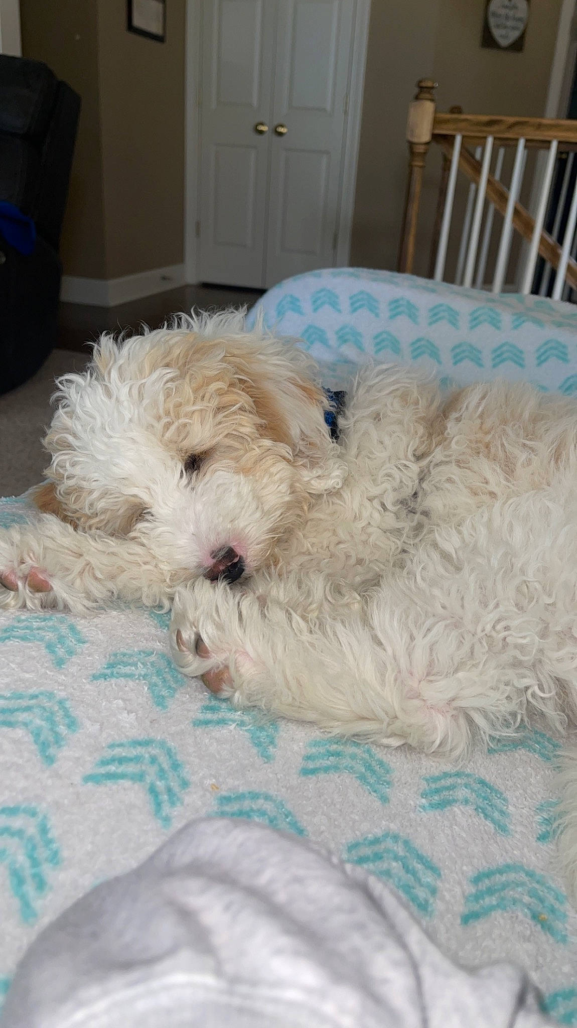 Humphrey is registered to the contest to win money with this photo: carnivore, chair, cockapoo, comfort, companion_dog, couch, dog, dog_breed, door, fur, goldendoodle, labradoodle, linens, poodle, poodle_crossbreed, small_terrier, sporting_group, terrier, toy_dog, water_dog