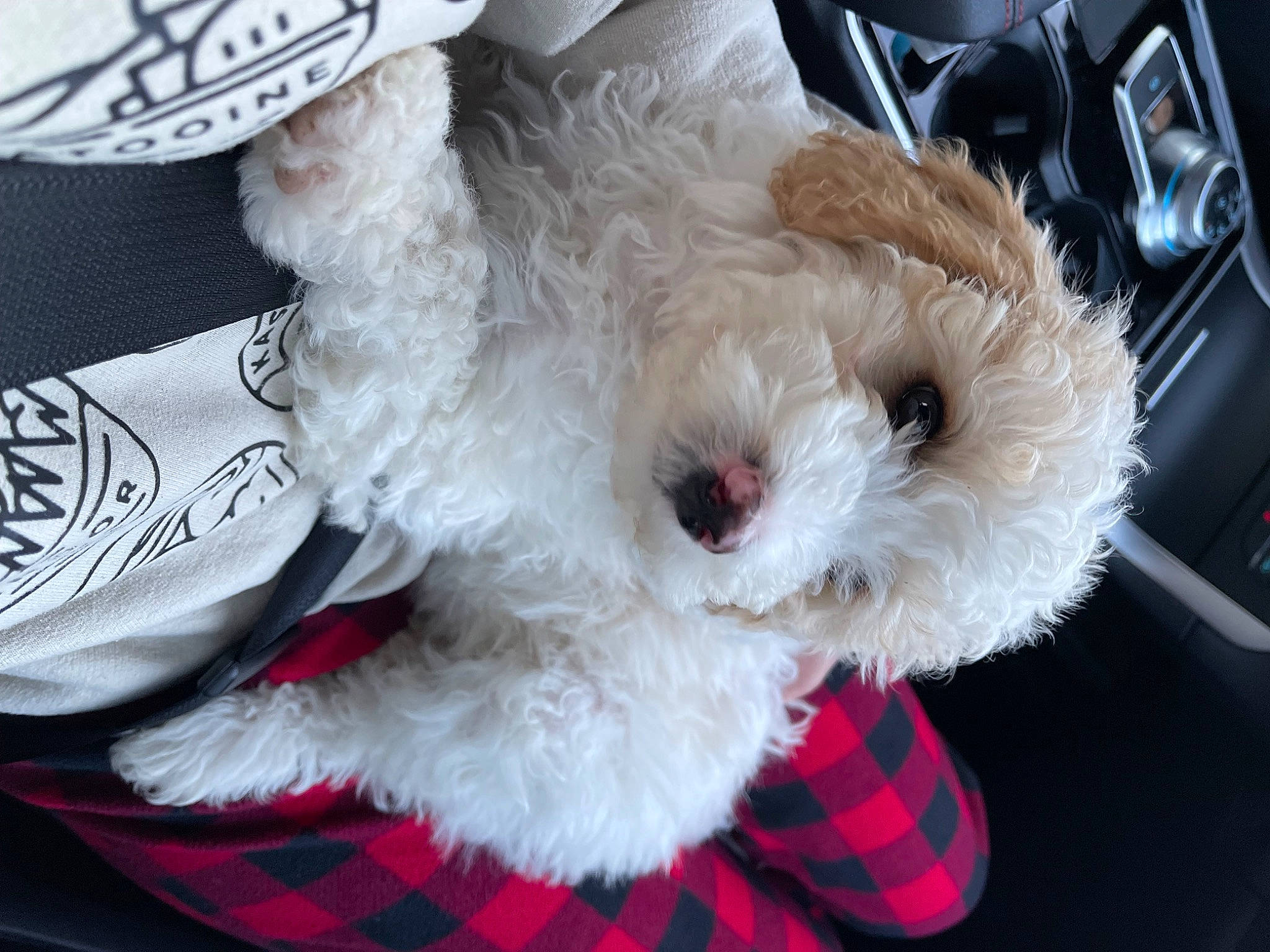 Humphrey joined the competition — help win amazing prizes! canidae, carnivore, collar, companion_dog, dog, dog_breed, dog_clothes, dog_collar, event, fur, plush, small_terrier, snout, sporting_group, stuffed_toy, tartan, terrier, toy, toy_dog, white