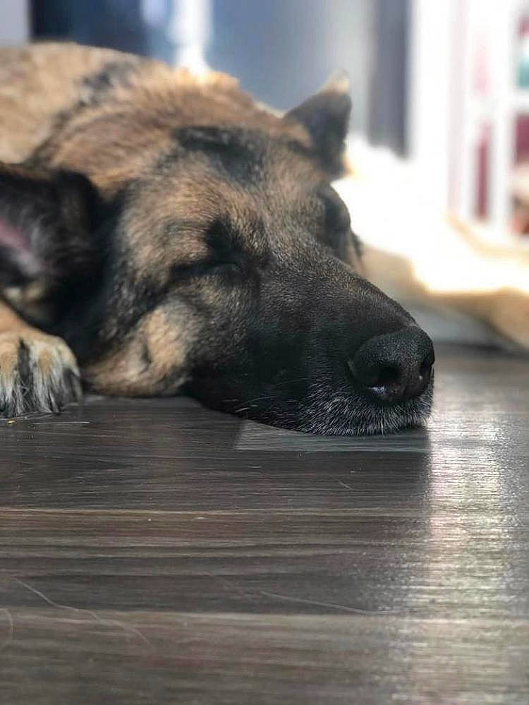 Jeens a rejoint le concours — aidez-le/la à gagner de superbes lots ! carnivore, companion_dog, dog, dog_breed, fawn, floor, flooring, fur, german_shepherd_dog, guard_dog, hardwood, herding_dog, snout, sporting_group, street_dog, terrestrial_animal, whiskers, wildlife, wood, working_dog