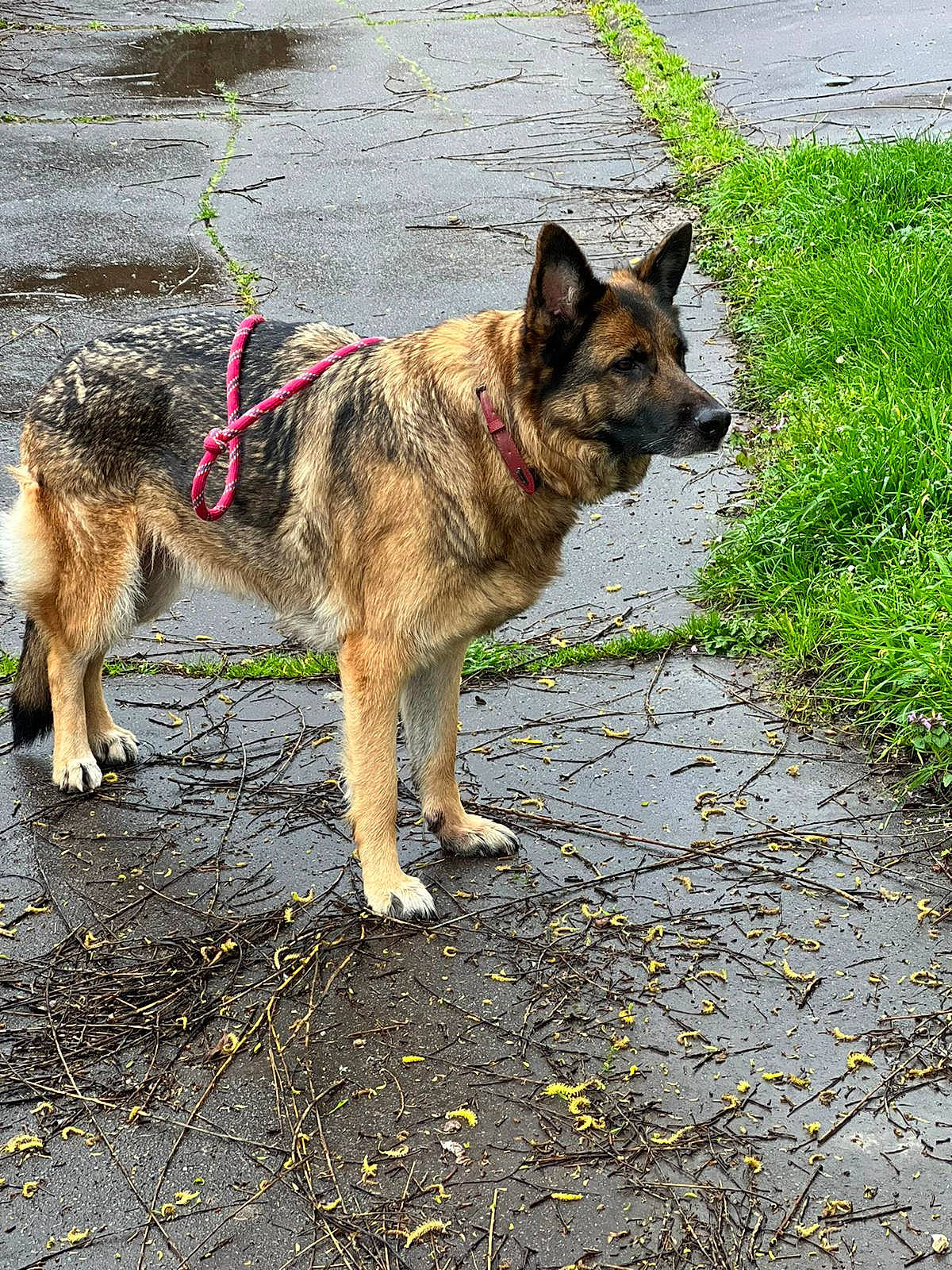 Jeens a rejoint le concours — aidez-le/la à gagner de superbes lots ! canidae, carnivore, collar, dog, dog_breed, east_european_shepherd, grass, herding_dog, king_shepherd, leash, livestock_guardian_dog, old_german_shepherd_dog, pet_supply, road_surface, snout, sporting_group, sulimov_dog, terrestrial_animal, working_animal, working_dog