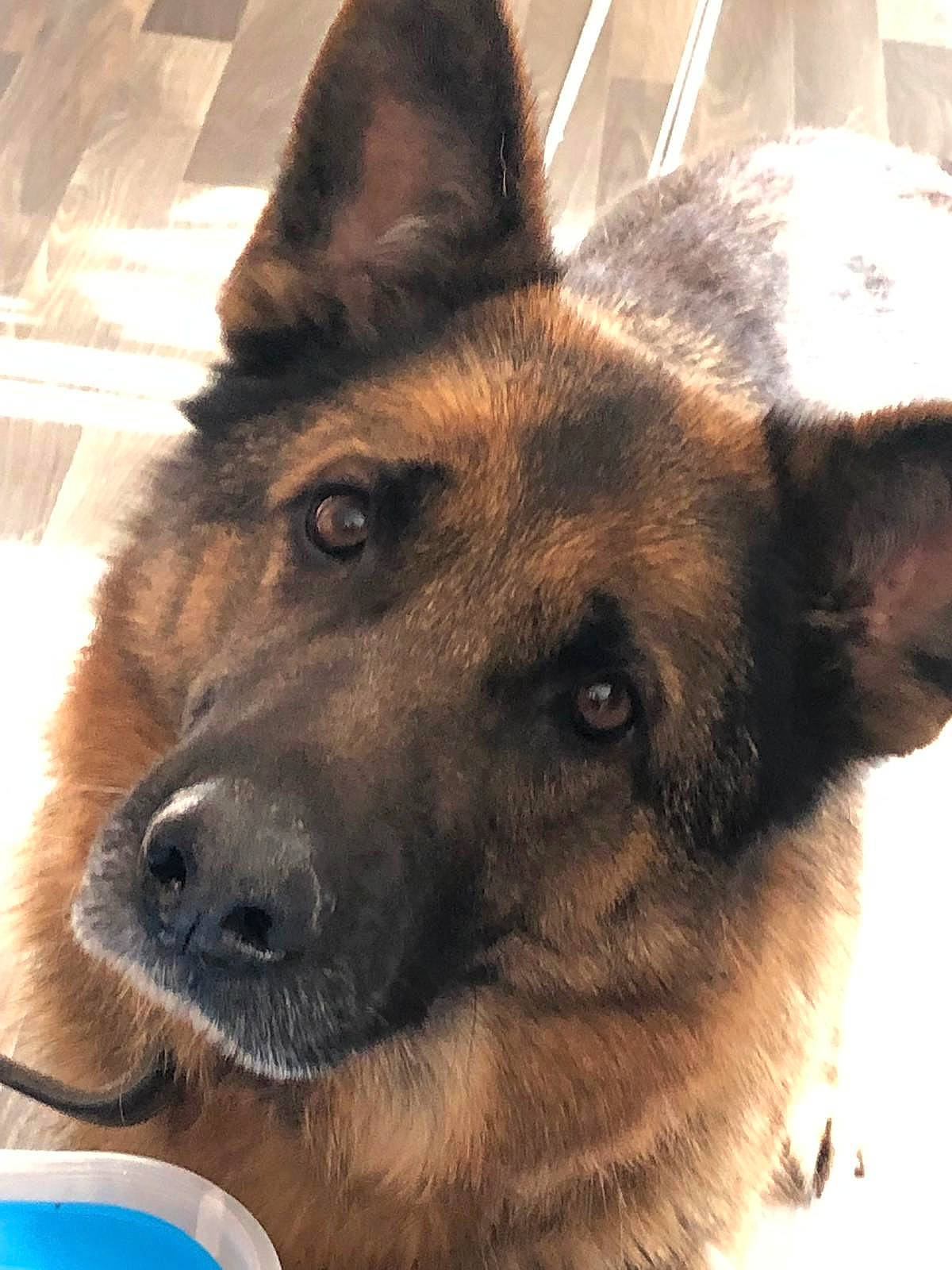 Jeens participe au concours pour gagner de l'argent avec cette photo : canidae, carnivore, companion_dog, dog, dog_breed, east_european_shepherd, eye, fawn, fur, german_shepherd_dog, head, herding_dog, jaw, king_shepherd, old_german_shepherd_dog, pet_supply, snout, sporting_group, whiskers, working_animal