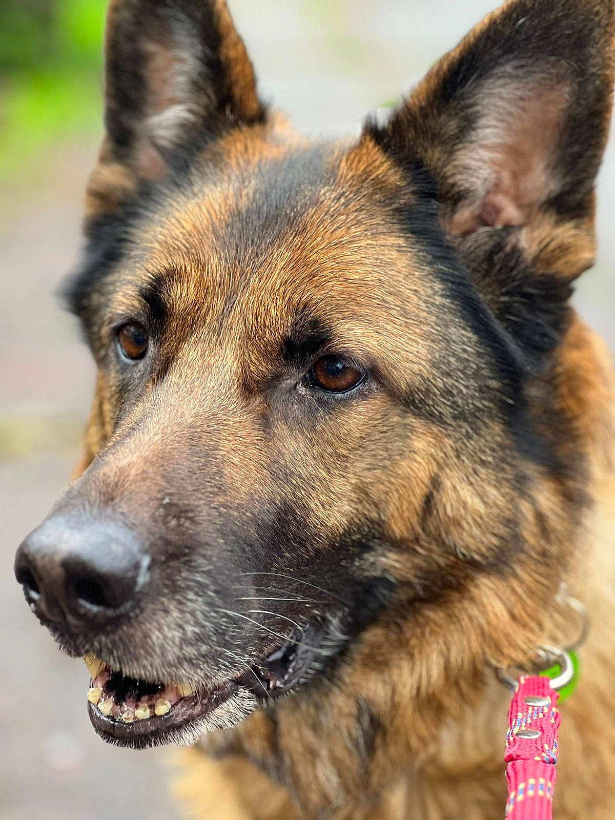 Jeens participe au concours pour gagner de l'argent avec cette photo : canidae, canis, carnivore, close_up, collar, dog, dog_breed, east_european_shepherd, eye, fawn, fur, german_shepherd_dog, herding_dog, king_shepherd, snout, sporting_group, terrestrial_animal, whiskers, wildlife, working_dog