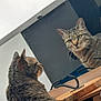 animal, black_metal, cat, closeup, curious, domestic_cat, ears, face, feline, fur, home, indoor, looking, mirror, pet, portrait, reflection, tabby, whiskers, wooden_surface