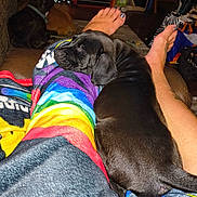 Star joined the competition — help win amazing prizes! animal, blanket, carpet, couch, cozy, dark, dog, feet, furniture, home, indoor, legs, living_room, pets, puppy, rainbow_colors, relaxing, sitting, sleeping, tattoo
