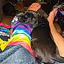animal, blanket, carpet, couch, cozy, dark, dog, feet, furniture, home, indoor, legs, living_room, pets, puppy, rainbow_colors, relaxing, sitting, sleeping, tattoo