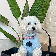Luna Mocci is registered to the contest to win money with this photo: animal, black_container, blue_shirt, brick_wall, curious, curly_fur, cute, decor, dog, fur, indoor, indoor_plant, large_leaves, pet, pink_collar, plant, portrait, sitting, small_dog, white_dog