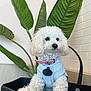 animal, black_container, blue_shirt, brick_wall, curious, curly_fur, cute, decor, dog, fur, indoor, indoor_plant, large_leaves, pet, pink_collar, plant, portrait, sitting, small_dog, white_dog