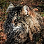 Udine a rejoint le concours — aidez-le/la à gagner de superbes lots ! cat, long_hair, outdoor, nature, animal, feline, fur, green_eyes, close_up, wildlife, pet, mammal, portrait, whiskers, ears, brown, soft_light, background, grass, leaf_litter