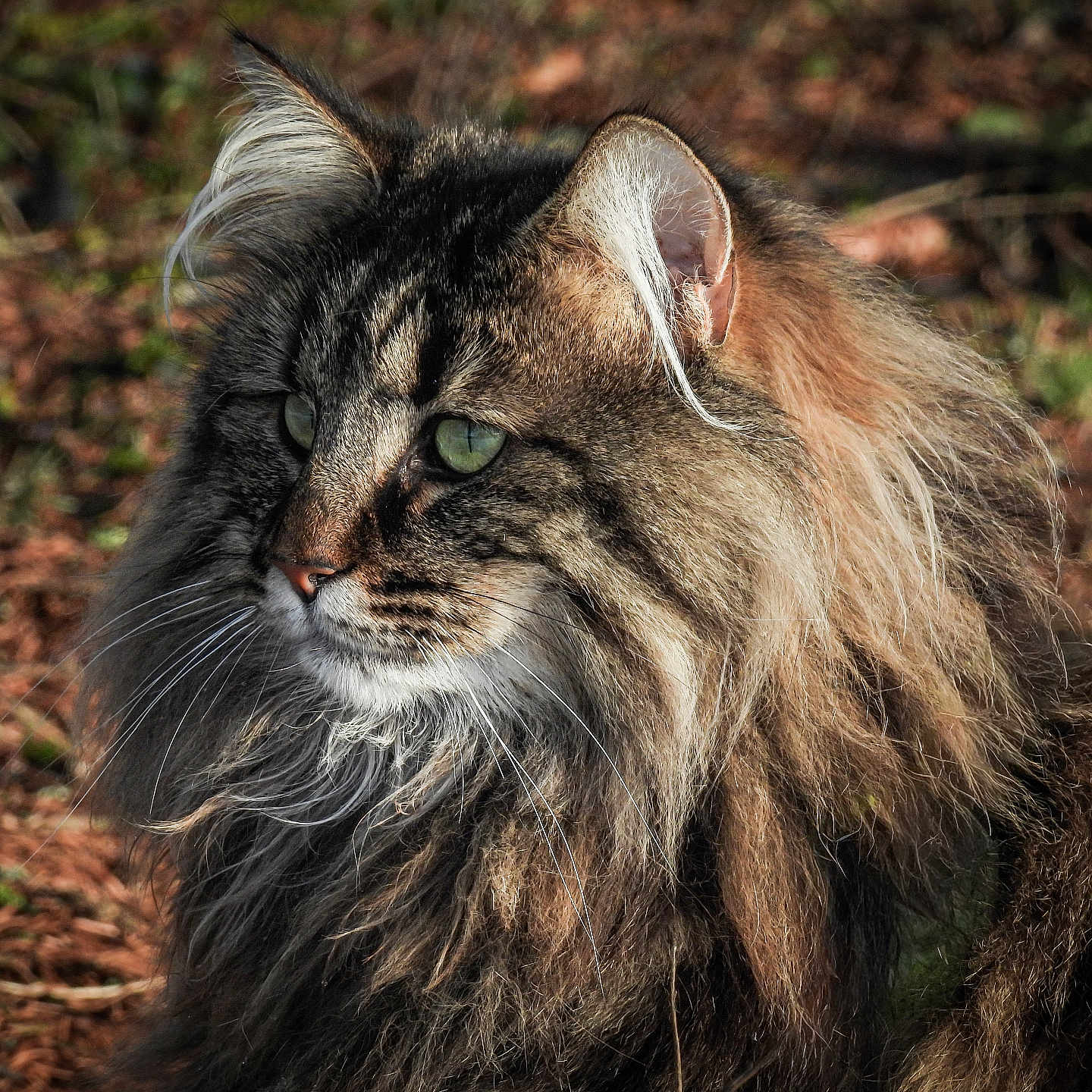 Udine a rejoint le concours — aidez-le/la à gagner de superbes lots ! cat, long_hair, outdoor, nature, animal, feline, fur, green_eyes, close_up, wildlife, pet, mammal, portrait, whiskers, ears, brown, soft_light, background, grass, leaf_litter