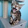 kitten, cat, tabby, animal, pet, feline, playful, cute, young, whiskers, sitting, cat_tree, indoor, fur, claws, mouth_open, teeth, ears, curious, happy
