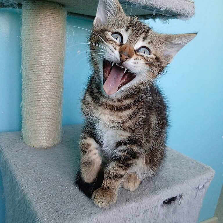 Dartagnan participe au concours pour gagner de l'argent avec cette photo : kitten, cat, tabby, animal, pet, feline, playful, cute, young, whiskers, sitting, cat_tree, indoor, fur, claws, mouth_open, teeth, ears, curious, happy