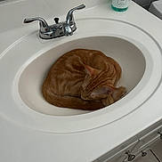 Leo joined the competition — help win amazing prizes! bathroom, cabinet, cat, clean, compact_space, cozy, curled_up, domestic_animal, faucet, feline, indoor, orange_cat, pet, quiet, resting, sink, sleeping, soap_bottle, tile_floor, white_counter