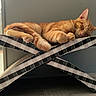 Leo joined the competition — help win amazing prizes! animal, cat, cozy, cute, domestic_animal, ears, feline, furniture, home, indoor, orange_tabby, paw, perch, pet, plaid_pattern, relaxed, resting, sleeping, tail, whiskers