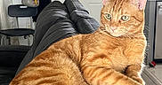 Leo is registered to the contest to win money with this photo: animal, bag, cat, chair, comfortable, couch, domestic_animal, door, feline, fur, green_eyes, house, indoor, leather, living_room, orange_tabby, pet, relaxing, resting, whiskers