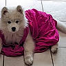 Smoothie participe au concours pour gagner de l'argent avec cette photo : dog, puppy, white_fur, fluffy, dress, magenta, floor, tile, pet, cute, indoor, animal, laying_down, looking_at_camera, young_dog, adorable, fur, portrait, domestic_animal, costume