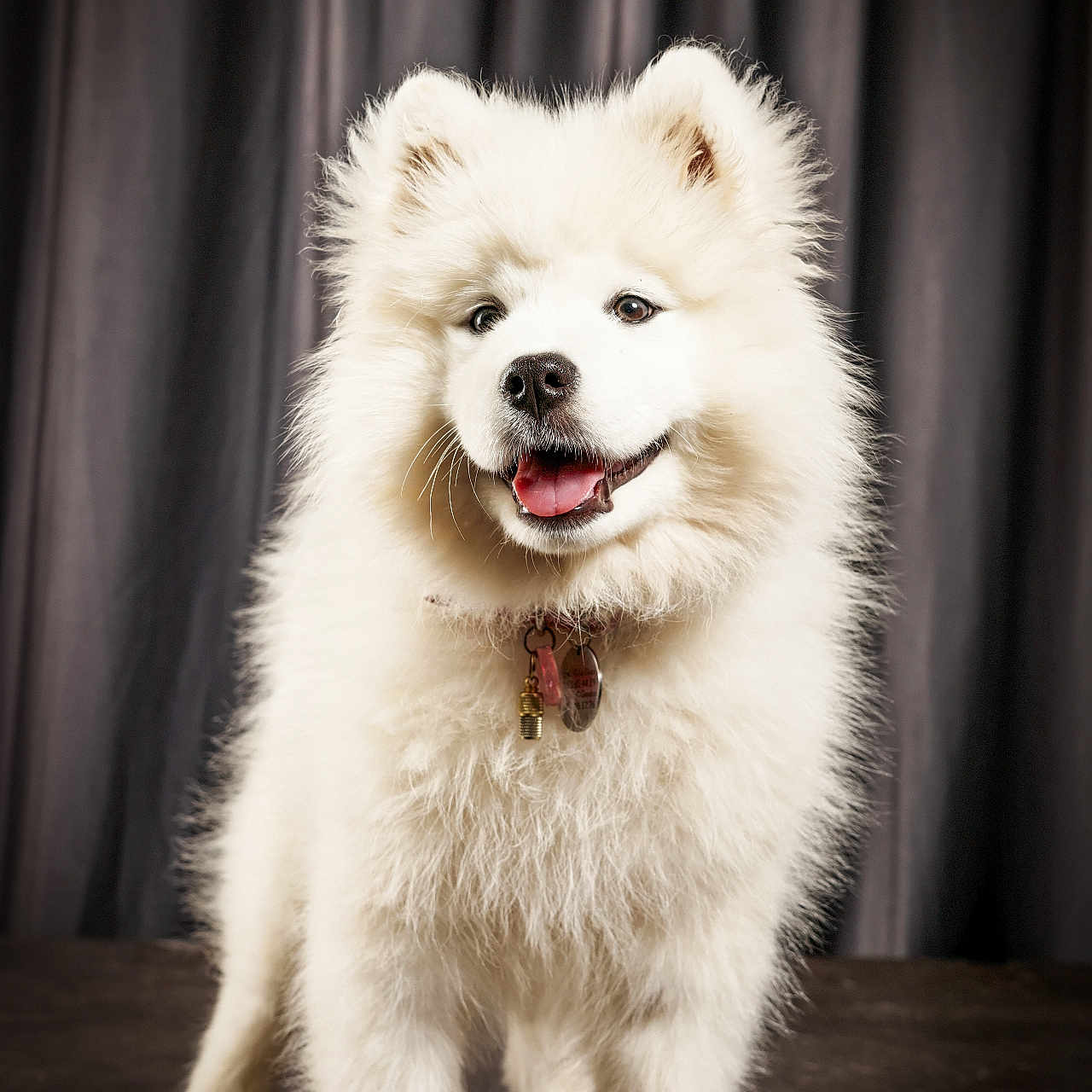 Smoothie participe au concours pour gagner de l'argent avec cette photo : dog, samoyed, fluffy, white, pet, animal, portrait, studio, smiling, fur, canine, cute, indoor, collar, happy, standing, tongue, ears, friendly, background