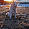 Smoothie a rejoint le concours — aidez-le/la à gagner de superbes lots ! dog, beach, sunset, sand, ocean, clouds, waves, outdoor, nature, animal, fluffy, white_dog, seaside, sky, sunlight, coast, water, pet, summer, scenic