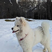 Smoothie a rejoint le concours — aidez-le/la à gagner de superbes lots ! dog, white_dog, snow, mountains, winter, outdoor, nature, canine, fluffy, cold, trees, landscape, animal, pet, fur, daylight, standing, tongue_out, scenic, field