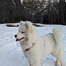 dog, white_dog, snow, mountains, winter, outdoor, nature, canine, fluffy, cold, trees, landscape, animal, pet, fur, daylight, standing, tongue_out, scenic, field