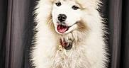 Smoothie participe au concours pour gagner de l'argent avec cette photo : dog, puppy, samoyed, white_fur, fluffy, pet, animal, studio, portrait, tongue_out, cute, smiling, indoor, collar, fur, sitting, adorable, canine, domestic_animal, mammal