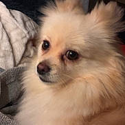 Ally joined the competition — help win amazing prizes! dog, fluffy, cream_colored, pet, animal, blanket, cozy, indoor, fur, snout, ears, nose, eyes, companion, cute, relaxed, portrait, closeup, soft, domestic