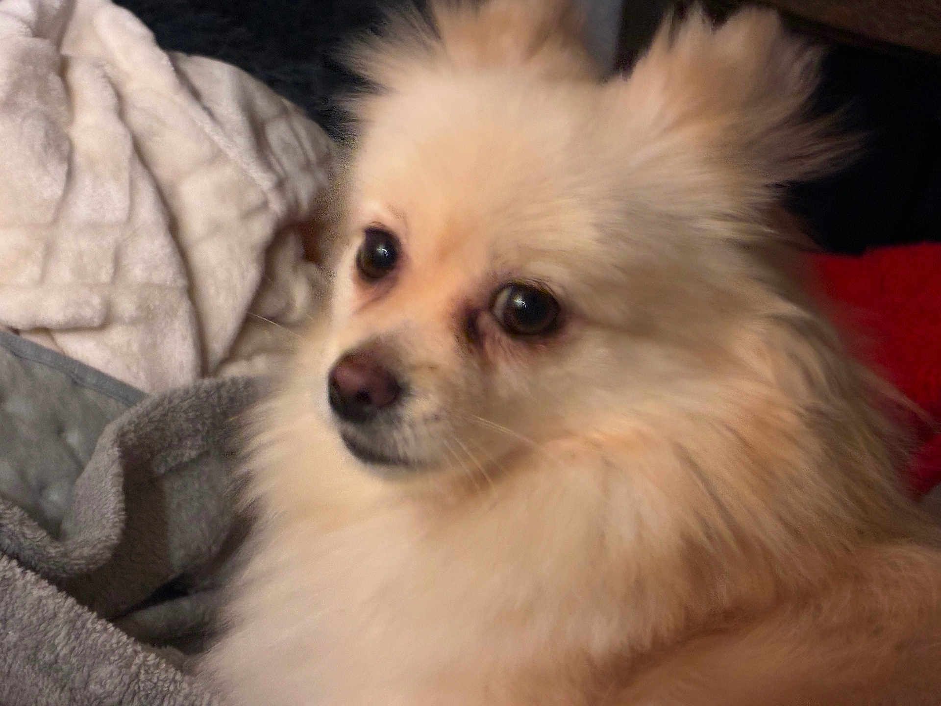 Ally joined the competition — help win amazing prizes! dog, fluffy, cream_colored, pet, animal, blanket, cozy, indoor, fur, snout, ears, nose, eyes, companion, cute, relaxed, portrait, closeup, soft, domestic