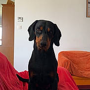 Rocky participe au concours pour gagner de l'argent avec cette photo : dog, black_dog, tan_markings, sitting, red_couch_cover, orange_blanket, living_room, furniture, indoor, pet, canine, alert, ears_down, front_legs, floor, wall, window, picture_frame, thermostat, calm