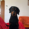 dog, black_dog, tan_markings, sitting, red_couch_cover, orange_blanket, living_room, furniture, indoor, pet, canine, alert, ears_down, front_legs, floor, wall, window, picture_frame, thermostat, calm