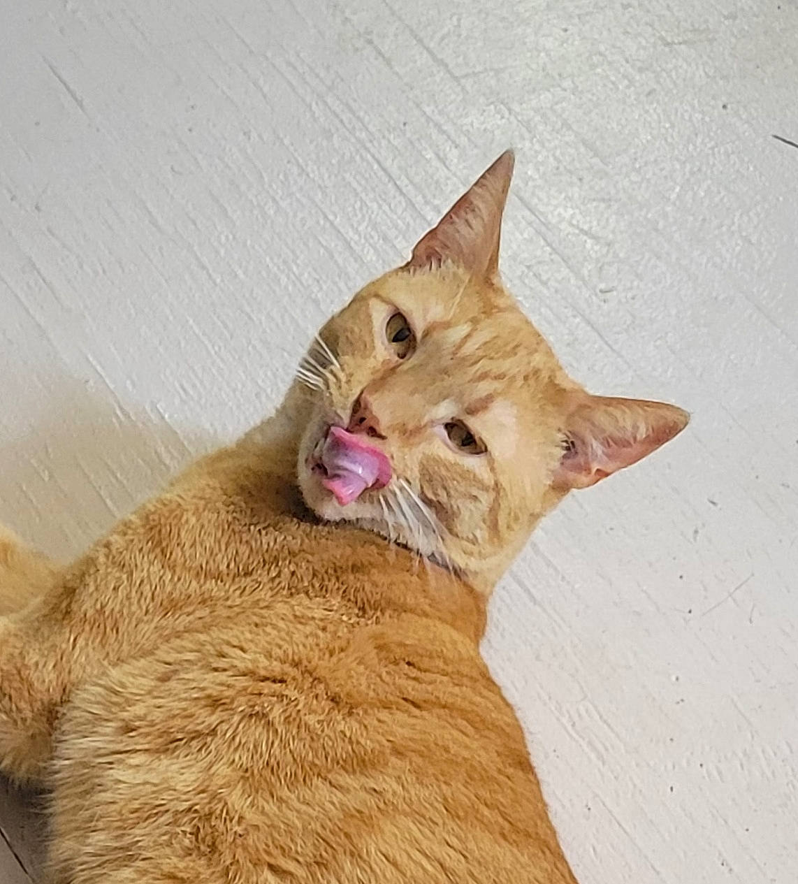 Jessie joined the competition — help win amazing prizes! art, carnivore, cat, cat_supply, claw, comfort, domestic_short_haired_cat, fawn, felidae, fur, liver, paw, small_to_medium_sized_cats, snout, tail, terrestrial_animal, whiskers, wildlife, wood