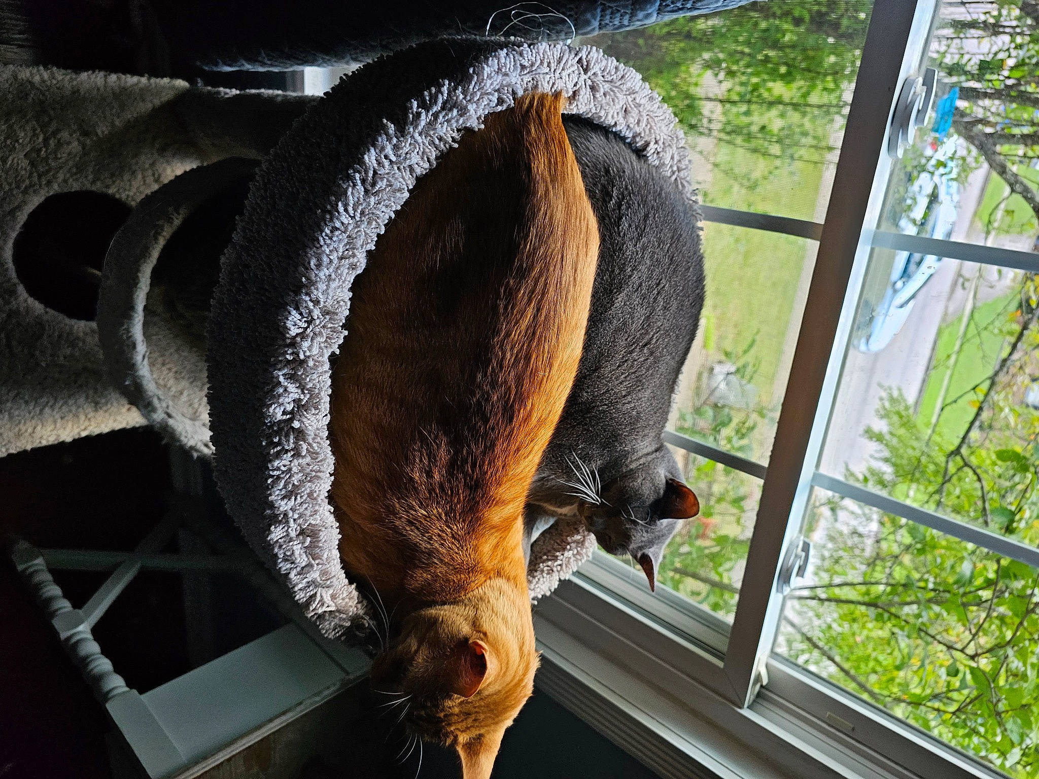 Jessie joined the competition — help win amazing prizes! animal_shelter, cage, carnivore, cat, cat_supply, domestic_short_haired_cat, fawn, felidae, fur, mammal, mesh, plant, small_to_medium_sized_cats, tail, terrestrial_animal, vertebrate, whiskers, wildlife, window, wood