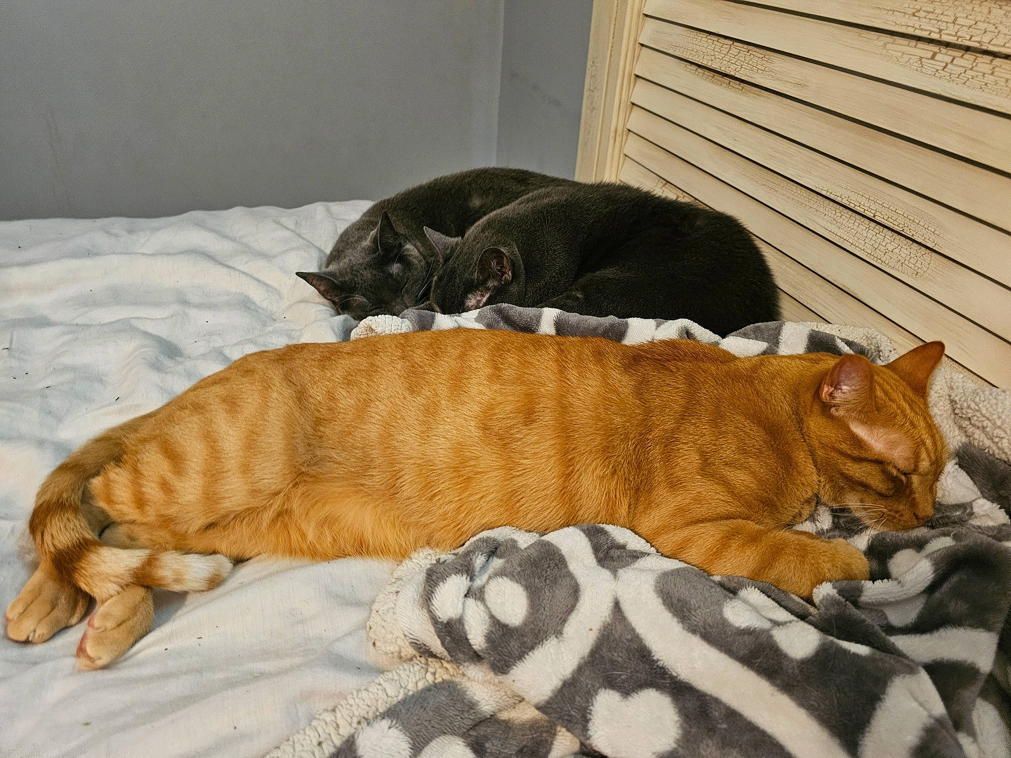 Jessie joined the competition — help win amazing prizes! canidae, carnivore, cat, cat_bed, comfort, dog_breed, domestic_short_haired_cat, fawn, felidae, fur, linens, nap, paw, small_to_medium_sized_cats, snout, sporting_group, tail, terrestrial_animal, whiskers, wood