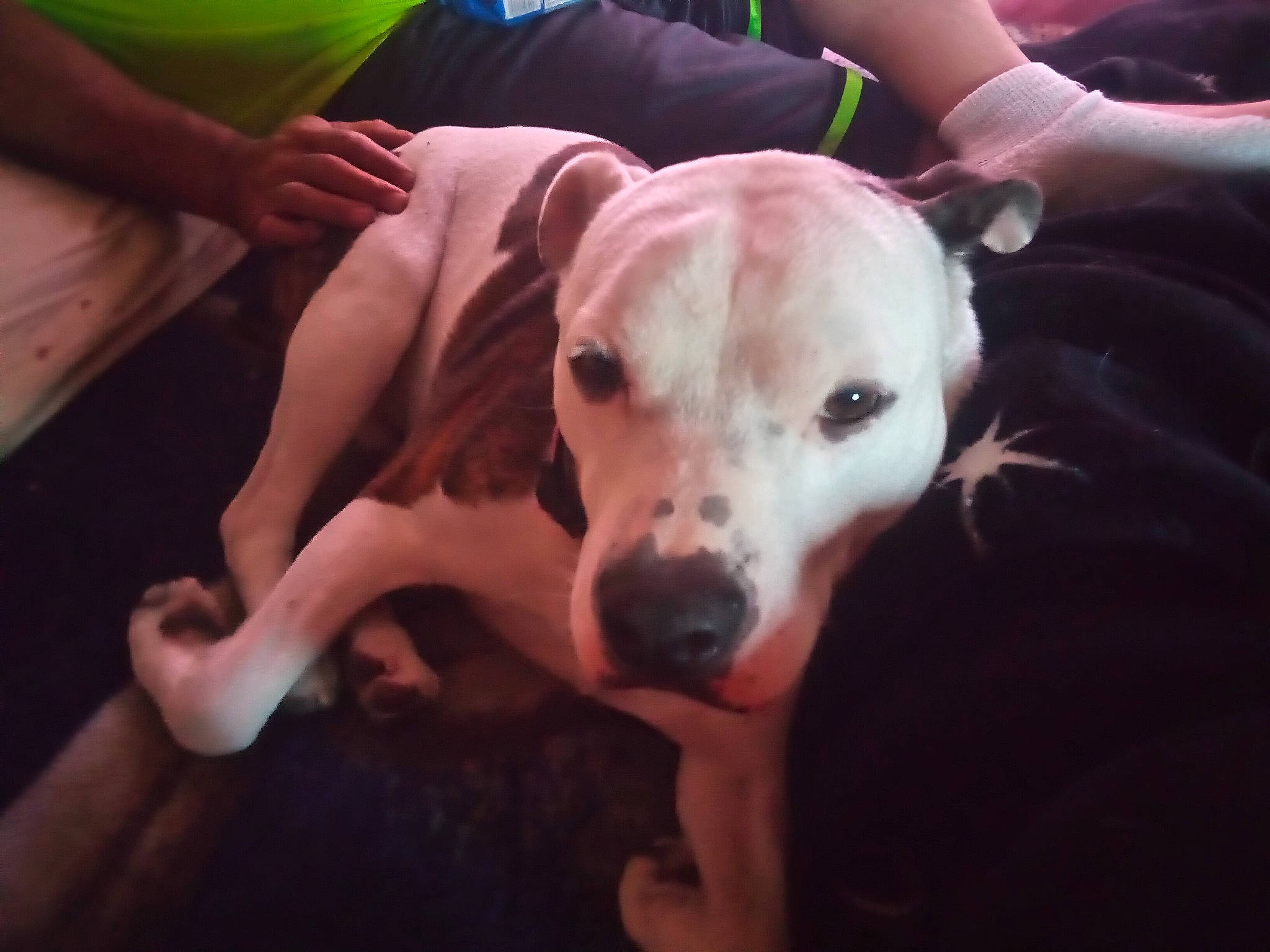 Josiah is registered to the contest to win money with this photo: canidae, carnivore, comfort, companion_dog, dog, dog_breed, dog_supply, fawn, guard_dog, non_sporting_group, paw, snout, sporting_group, working_animal