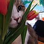cat, tulips, flower, plant, leaf, petal, close_up, indoor, curious, eye, feline, nature, green, pink, orange, blurred_background, domestic_animal, whiskers, soft_light, portrait