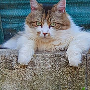 Princesse a rejoint le concours — aidez-le/la à gagner de superbes lots ! cat, fluffy, green_eyes, stone, ledge, outdoor, grass, feline, resting, close_up, pet, animal, portrait, nature, fur, whiskers, ears, relaxed, texture, background