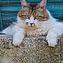 cat, fluffy, green_eyes, stone, ledge, outdoor, grass, feline, resting, close_up, pet, animal, portrait, nature, fur, whiskers, ears, relaxed, texture, background